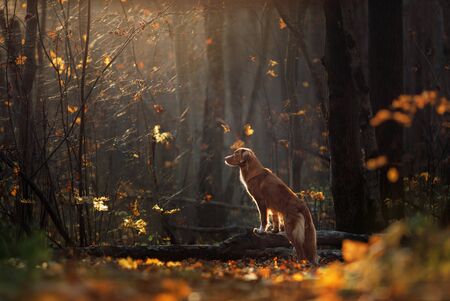 red dog in the autumn on the nature. Nova Scotia Duck Tolling Retriever, tollerの写真素材