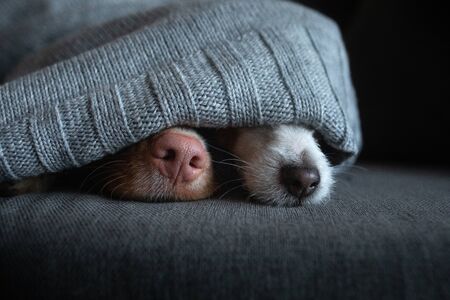 two dogs are under the blanket. sweet pets nose. Nova Scotia Duck Tolling Retriever and Jack Russell...