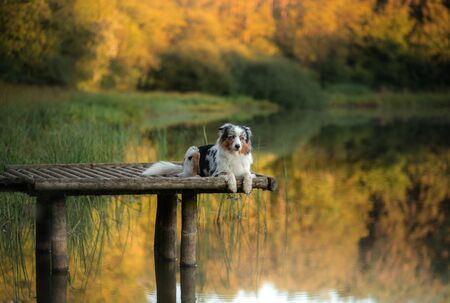 Dog Australian Shepherd on a wooden bridge on the lake. Pet for a walk in the autumnの写真素材