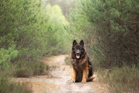 fluffy German shepherd in nature. dog outdoors in the forest