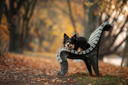 dog outdoors on the bench . Border Collie in the autumn in the parkの写真素材