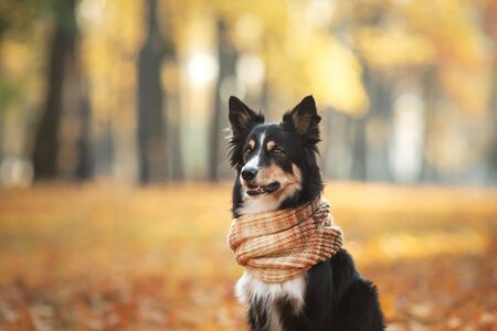 The dog on yellow leaves. Border Collie in the park. autumn mood, fallの写真素材
