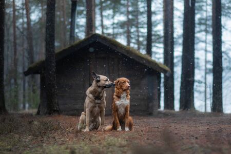 two dogs at a wooden house in the forest. Nova Scotia Duck Tolling Retriever and mixbreedの写真素材