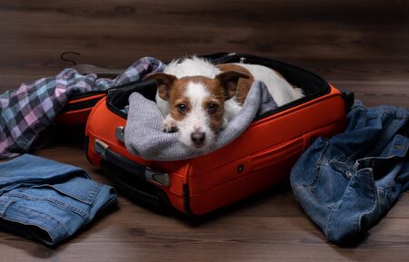 dog travel. Jack Russell Terrier with a suitcase, going on a trip. Scattered thingsの写真素材