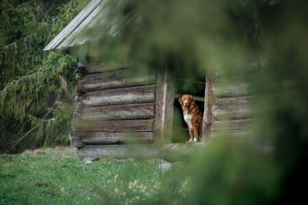 dog hiding from the rain in a wooden house. Nova Scotia Duck Tolling Retriever for a walk in the forest at bad weatherの写真素材