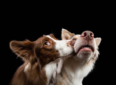 two dogs are kissing. Border Collie together on a black background.