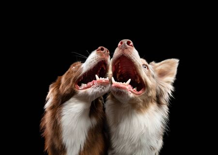 two dogs are kissing. Border Collie together on a black background.の写真素材