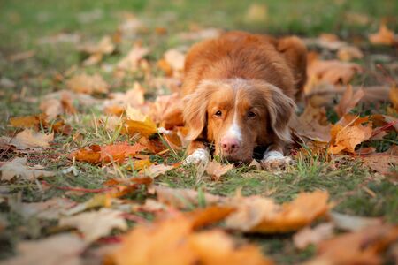 toller Dog in the park in autumn. Nova Scotia Duck Tolling Retriever, colored leaves