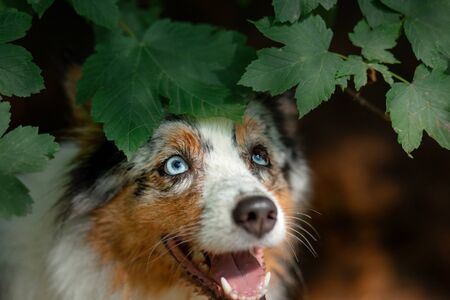 portrait of a dog in nature. Pet for a walk. Australian Shepherd peeps out from under a bush