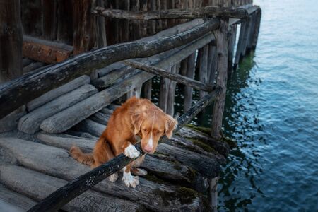 dog at the wooden house on the sea. Traveling with a pet. vacation trip. Nova Scotia Duck Tolling...