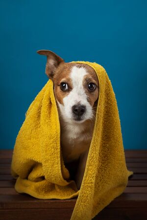 wet dog after a shower in a towel. animal on a yellow background. water treatments, grooming, pet salon. Jack Russell Terrierの写真素材