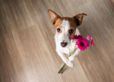 dog with a flower. Valentine's Day. Funny jack russell terrier. Pet at home.の写真素材