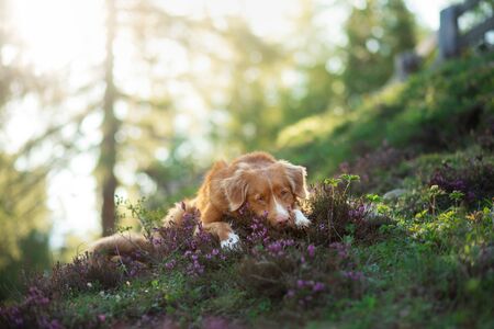 the dog in heather. Nova Scotia Duck Tolling Retriever in the forest. Pet on the nature. red toller