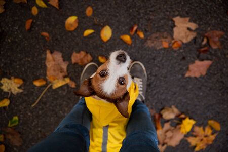 little terrier at the feet. Jack sat in a yellow raincoat in nature. Dog training. Man and pet. Ani,al at autumnの写真素材