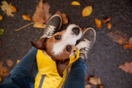 little terrier at the feet. Jack sat in a yellow raincoat in nature. Dog training. Man and pet. Ani,al at autumnの写真素材