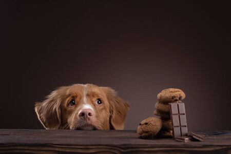A dog at the table looks for cookies. Nova Scotia Duck Tolling Retriever at home