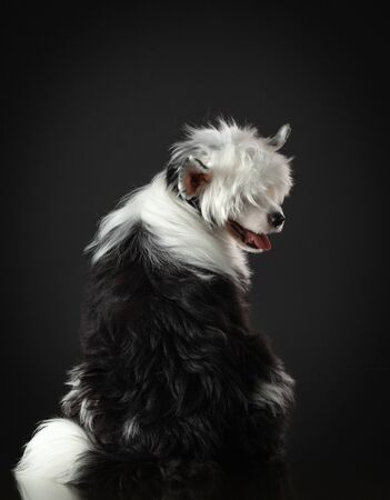 portrait of a Chinese crested dog on a dark background. nice Pet in the studio. Beautiful lightの写真素材