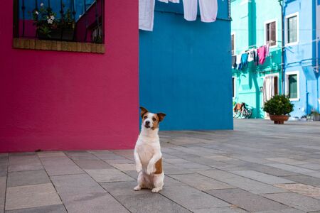 funny dog on the background of colored buildings, houses. happy Jack Russell Terrier in the city. Traveling with a pet.の写真素材