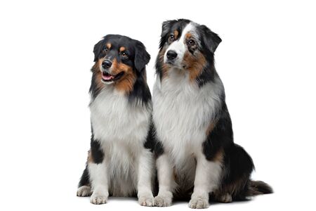 two dogs on a white background. Australian Shepherds are sitting together. pet indoorsの写真素材