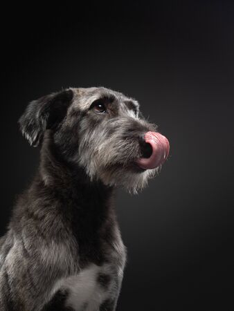 beautiful mix breed on dark background. Gray dog in studio on black. Pet indoorの写真素材