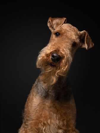 Dog portrait. Airedale Terrier on a black background. pet profile portrait in studio lightの写真素材