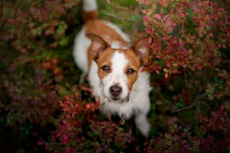Cute dog top view. Funny jack russell terrier in the forest, flowersの写真素材