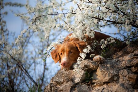 dog on the background of apple trees. Nova Scotia Duck Tolling Retriever rests on a rock. Pet in the spring near the flowersの写真素材