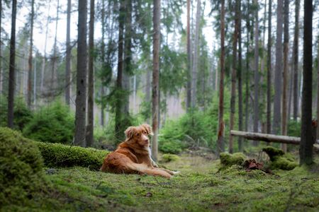 dog in the green forest. Nova Scotia Duck Tolling Retriever in nature among the trees. Walk with a petの写真素材