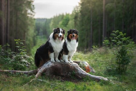 two dogs in the fabulous forest. Pet in nature at sunset. Tricolor Australian Shepherd Dog outdoors