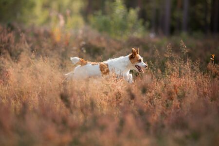 The dog runs in colors, grass. Active happy jack russell terrier. Pet in the summer on the natureの写真素材