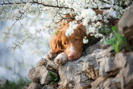 dog on the background of apple trees. Nova Scotia Duck Tolling Retriever rests on a rock. Pet in the...