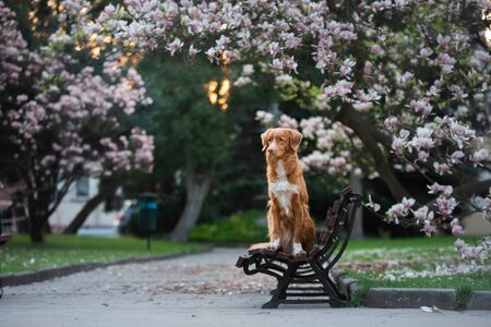 dog at the magnolia flower. Pet on bench in park. pink flowering garden. Nova Scotia Duck Tolling Retriever. photo on natureの写真素材