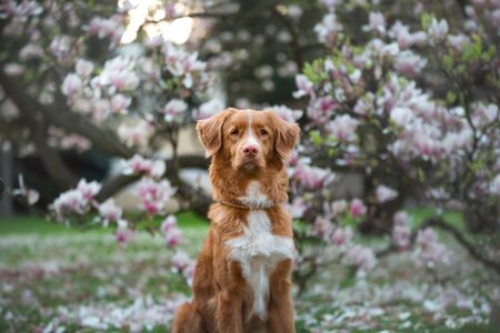 dog at the magnolia flower. Pet on bench in park. pink flowering garden. Nova Scotia Duck Tolling...