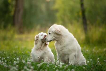 two dogs together in a nature park. Golden Retriever and Clumber Spaniel. Love between pets
