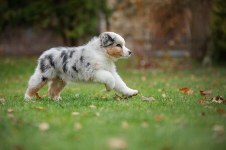 Puppy australian shepherd run. Pet plays . dog in the yard on the grassの写真素材