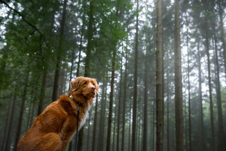 dog in the forest. Nova Scotia Duck Tolling Retriever in nature, among the trees. Animal in the open airの写真素材