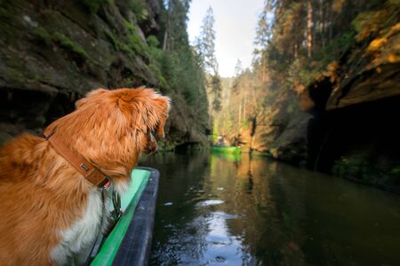 dog in the boat. Travel, adventure with a pet. Nova Scotia Duck Tolling Retriever among the rocks on the riverの写真素材
