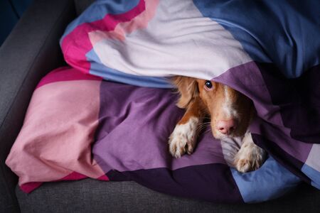 Dog in bed on colored linens. The pet is relaxing, resting. Nova Scotia Duck Tolling Retriever. Pink noseの写真素材