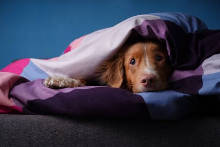 Dog in bed on colored linens. The pet is relaxing, resting. Nova Scotia Duck Tolling Retriever. Pink noseの写真素材