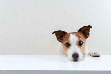 The dog head on the table. Cute Jack Russell Terrierの写真素材