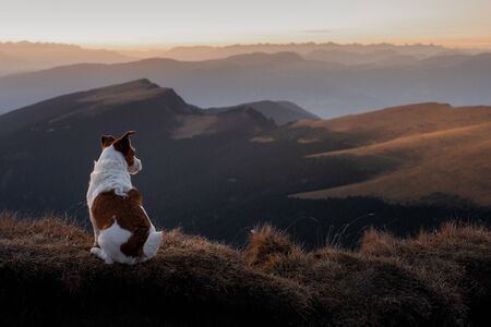 dog in the mountains. little jack russell terrier on the background of rocks at sunset. Italian landscape. Hiking with a petの写真素材