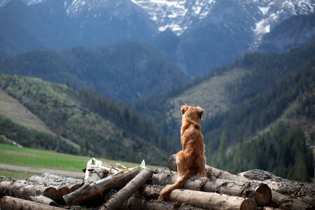 travel, hiking with a dog. Nova Scotia Duck Tolling Retriever in the mountains, pet on a landscapeの写真素材