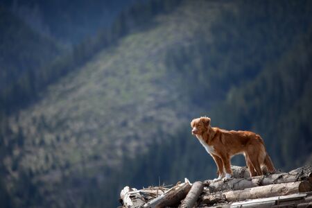 travel, hiking with a dog. Nova Scotia Duck Tolling Retriever in the mountains, pet on a landscapeの写真素材