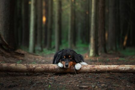 the dog laid its paws and its head on a tree in the forest. Australian Shepherd in the background of a beautiful landscape. Pet for a walkの写真素材