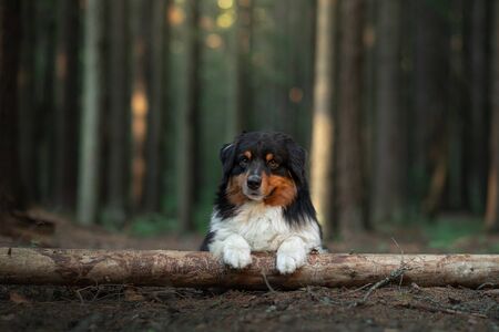 the dog laid its paws and its head on a tree in the forest. Australian Shepherd in the background of a beautiful landscape. Pet for a walkの写真素材