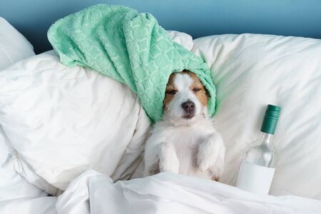 the dog is in bed with a bottle of wine. Stay at home. Funny jack russell terrier with a towel on his headの写真素材