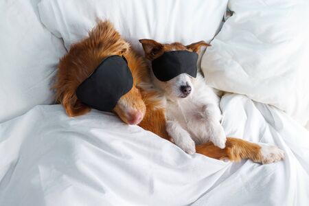 A brown and white dog lying on a bed. Nova Scotia Duck Tolling Retriever and a Jack Russell Terrier in Sleep Masksの写真素材