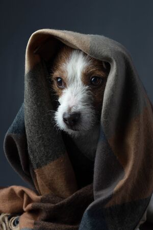 dog with tissue. The pet hid. Jack Russell Terrier. with Warm clothの写真素材