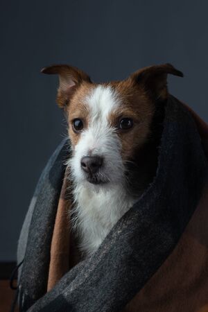 dog with tissue. The pet hid. Jack Russell Terrier. with Warm clothの写真素材