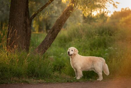 dog on the grass in the park. Golden retriever is standing in nature. Pet for a walk